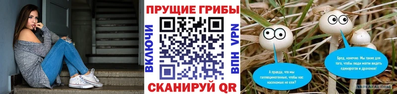 Галлюциногенные грибы Psilocybine cubensis  hydra ССЫЛКА  Каменногорск 